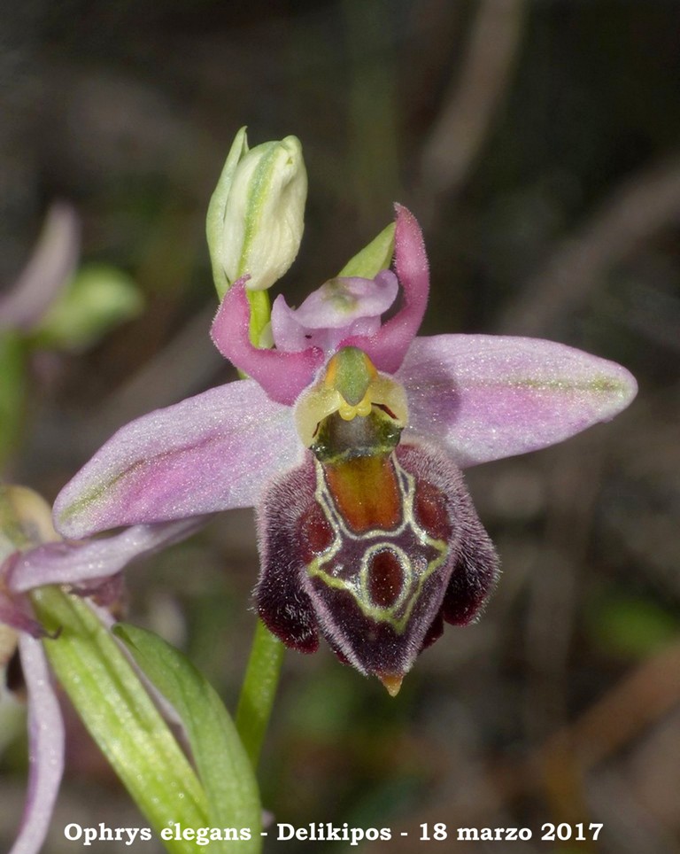 Cipro marzo 2017 : le orchidee di Venere.